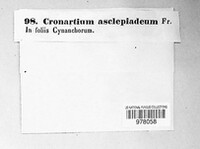 Cronartium flaccidum image
